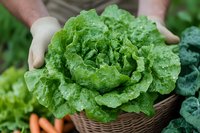 Fresh green butterhead lettuce held by farmer's gloved hands over wicker basket, showing crisp leaves and natural texture. Perfect for food and agriculture concepts.