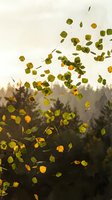 Autumn leaves falling and floating in golden sunlight with forest background creating seasonal nature scene for environmental and weather concepts.