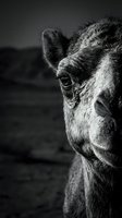 Close-up portrait of a camel's head in monochrome, capturing detailed facial features and texture for wildlife and nature photography projects.