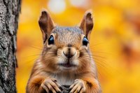 Curious red squirrel close-up portrait with paws on tree trunk against vibrant autumn yellow background showing playful expression and bright eyes.