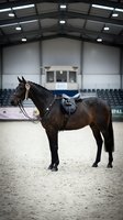 Dark bay horse with English saddle standing in indoor riding arena with spectator seating for equestrian training and competition events.