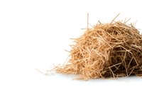 Dry yellow hay pile isolated on white background, natural straw heap with scattered pieces, agricultural and farming concept for livestock feed and bedding.