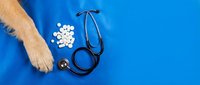 Male veterinarian with stethoscope and white pills on blue background, healthcare and animal medicine concept for veterinary clinic or pet care services.