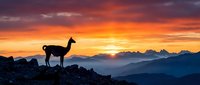 Llama silhouette standing on rocky mountain peak during golden sunrise with dramatic orange sky and layered mountain ranges in background.