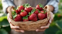 Fresh ripe strawberries in wicker basket held by farmer hands, organic berry harvest from garden, healthy natural fruit for summer recipes.