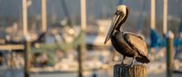 Brown pelican perched on wooden dock post at marina with sailboat masts in soft focus background during golden hour light for wildlife and coastal themes.