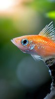 Vibrant orange tropical fish with striking blue eye and delicate fins swimming near rock in blurred green aquatic environment for aquarium and nature content.