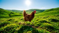 Free-range brown hen standing on lush green hillside pasture under bright sunny sky. Organic farming and sustainable agriculture concept.