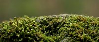 Lush green moss covering forest floor with shallow depth of field, suitable for nature, environmental, and botanical backgrounds.