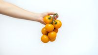 Hand holding cluster of fresh orange cherry tomatoes on white background isolated for healthy cooking and organic food design.