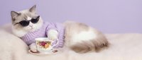 Stylish ragdoll cat wearing sunglasses and purple sweater enjoying tea time on soft blanket against lavender background for pet fashion concepts.