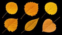 Autumn fall leaves in various shades of yellow, orange and brown isolated on transparent background. Ready for clipart, t-shirt design, stickers, print-on-demand products and sublimation projects.
