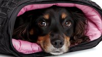 Adorable black and brown dog peeking out from cozy pink pet bed, close up portrait showing expressive brown eyes and sweet face against soft bedding.