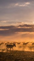 Herd of antelopes migrating across dusty plains during golden hour sunset with dramatic cloudy sky and warm orange light creating atmospheric wildlife scene.
