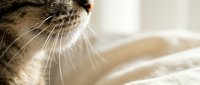 Close-up of tabby cat's face with whiskers and fur detail resting on soft bedding, suitable for pet care, wellness and lifestyle content.