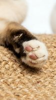 Close-up of cat paw with pink toe beans on natural jute mat. Feline foot detail showing claws and soft fur pads for pet care, veterinary, and animal content.