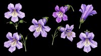 Delicate purple iris flowers isolated on transparent background, ready for t-shirt designs, clipart, stickers, sublimation, print-on-demand products and digital crafts.