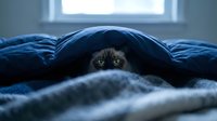 Curious cat peeking out from under a cozy dark blue blanket on a bed, with glowing green eyes in a moody, dimly lit bedroom.