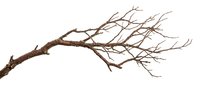 Bare tree branch with intricate twigs isolated on white background for nature design projects and seasonal decorations.