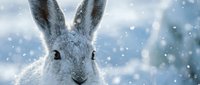 White mountain hare portrait in winter snow with soft bokeh background for seasonal wildlife photography and nature designs.