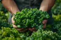 African American farmer hands holding fresh harvested kale leaves in organic garden. Close up view showing texture and details of curly green vegetable.