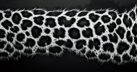 Close-up of leopard fur texture with distinctive spotted pattern and natural hair detail against dark background for wildlife and nature design projects.