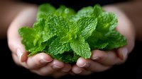 Fresh green mint leaves held gently in cupped hands against dark background, aromatic herb with textured surface and vibrant color for culinary and wellness concepts.