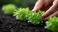 Hands gently protecting young green seedling growing in rich dark soil. Concept of environmental care, sustainable agriculture and plant growth.