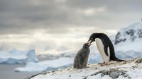 Adelie penguin parent feeding chick on rocky shore with icebergs and snow-covered mountains in Antarctic landscape background.