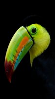 Vibrant toucan portrait with colorful rainbow beak against black background showcasing tropical bird wildlife photography for nature and exotic animal themes.