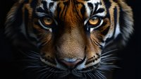 Close-up portrait of majestic tiger face with intense amber eyes and detailed fur pattern emerging from dark background, dramatic lighting highlights facial features.