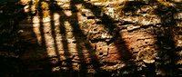 Warm sunlight filtering through fence casting dramatic striped shadows on textured tree bark surface creating natural light and shadow pattern.