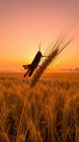 Grasshopper silhouette on wheat ear during golden hour sunset in agricultural field with warm orange sky and blurred crop background.