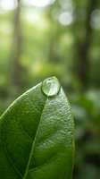 Fresh green leaf with crystal clear water droplet in natural forest environment showcasing morning dew and botanical details for eco-friendly designs.