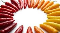 Fresh colorful chili peppers arranged in circle on white background, red to yellow gradient pattern for cooking and spice design projects.