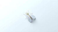 Delicate white insect with translucent wings and pale body positioned on neutral background, suitable for nature, biology, and educational design projects.