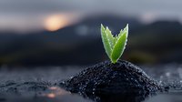 Young green sprout emerging from dark soil at sunset, with water droplets glistening on leaves against blurred mountain background, symbolizing growth and new beginnings.
