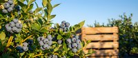 Fresh ripe blueberries growing on bush branches with green leaves in organic farm orchard during harvest season with wooden crate in background.