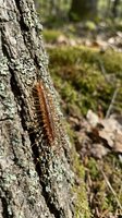 Orange centipede crawling on textured tree bark in natural forest environment with moss and organic ground cover creating woodland ecosystem scene.
