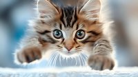 Adorable tabby kitten with bright blue eyes peeking over edge, looking directly at camera with curious expression against soft blurred background.