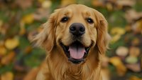 Golden retriever dog with friendly expression and tongue out against autumn foliage background, perfect for pet care advertising.