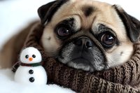 Adorable pug dog wearing brown knitted sweater lying in snow with small snowman toy, winter pet portrait for holiday greeting cards and seasonal campaigns.
