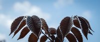 Burgundy serrated leaves against blue sky with white clouds creating natural botanical silhouette for seasonal autumn foliage designs and nature photography.