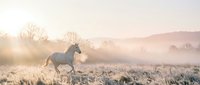 Majestic horse galloping through frost-covered meadow at sunrise, surrounded by misty morning atmosphere and bare trees. Suitable for equestrian, nature, and wellness content.