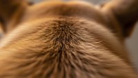 Close-up macro view of golden brown dog fur showing detailed hair texture and natural patterns for pet care and grooming concepts.