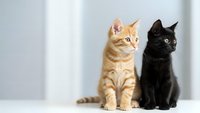 Two adorable kittens sitting together, orange tabby and black cat on white background, perfect for pet adoption campaigns and animal welfare materials.