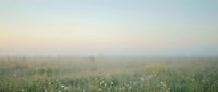 Misty morning meadow with wildflowers and distant forest under soft dawn light, suitable for nature backgrounds and wellness designs.