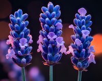 Vibrant blue and purple lavender flowers in bloom against dark background, macro photography showcasing delicate petals and natural floral patterns.