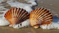 Two vibrant scallop shells on sandy beach with gentle ocean foam washing around them, showcasing natural orange and brown striped patterns.