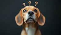 Curious beagle dog with question marks above head looking up with confused expression against dark background, depicting pet emotions and thinking process.